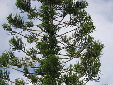 Yellowtail Sky Pine-Tree Bird Picture