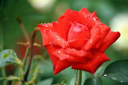 Rose Flower Quinn-Of-Bermuda Dew Picture