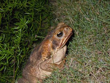 Toad Bermuda Road-Toad Frog Picture