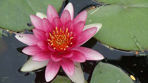 Water-Lily Flower Pink-Flower Bermuda Picture