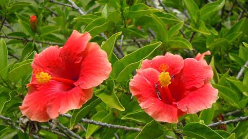 Flowers Bermuda Wildflowers Hibiscus Picture