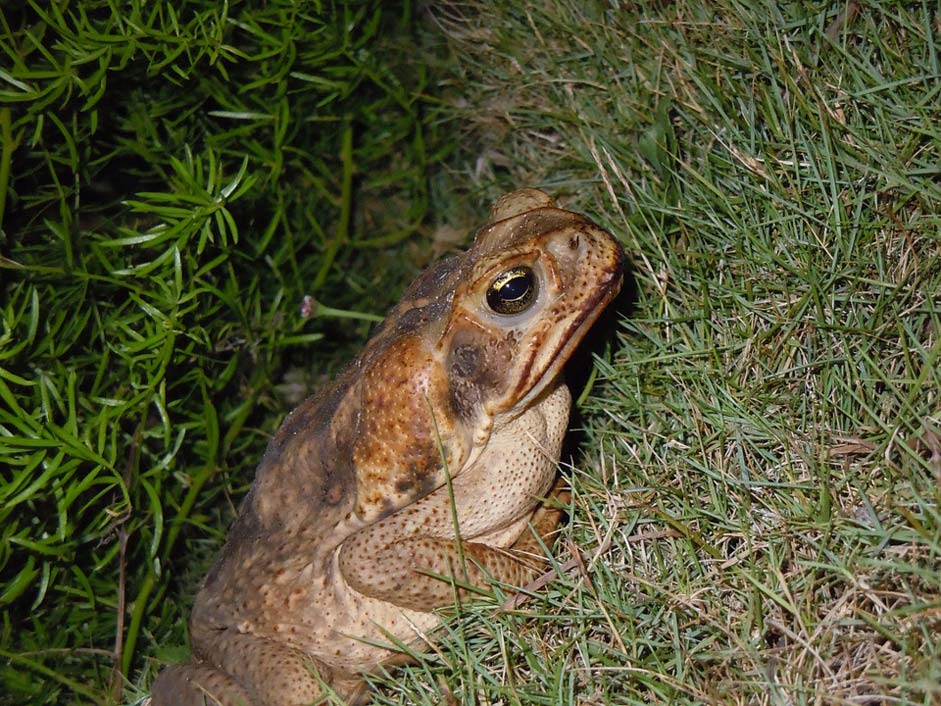 Bermuda Road-Toad Frog Toad