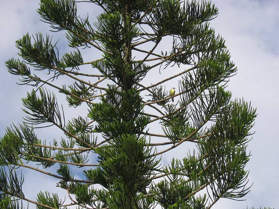 Sky Pine-Tree Bird Yellowtail