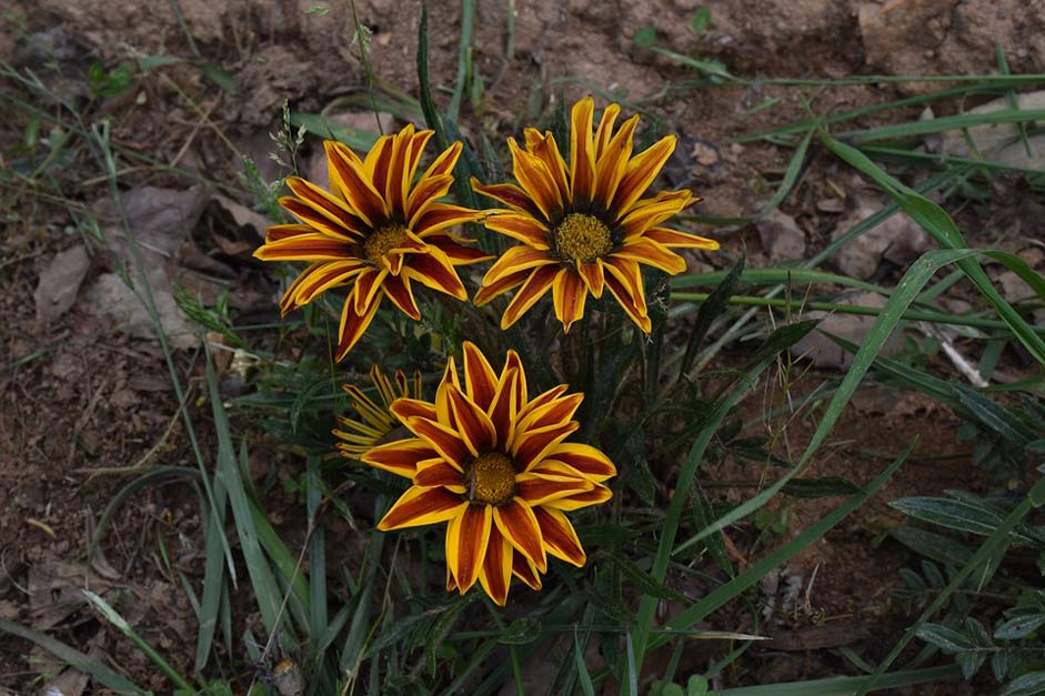  Ojhal Flower Bhutan