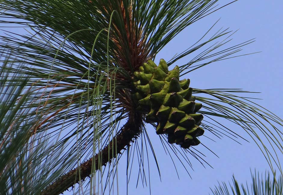 Bhutan-Pine Himalayan-Pine Cone Himalayan-Blue-Pine