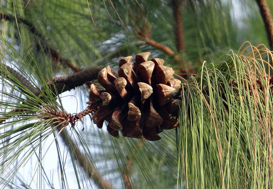 Bhutan-Pine Himalayan-Pine Cone Himalayan-Blue-Pine