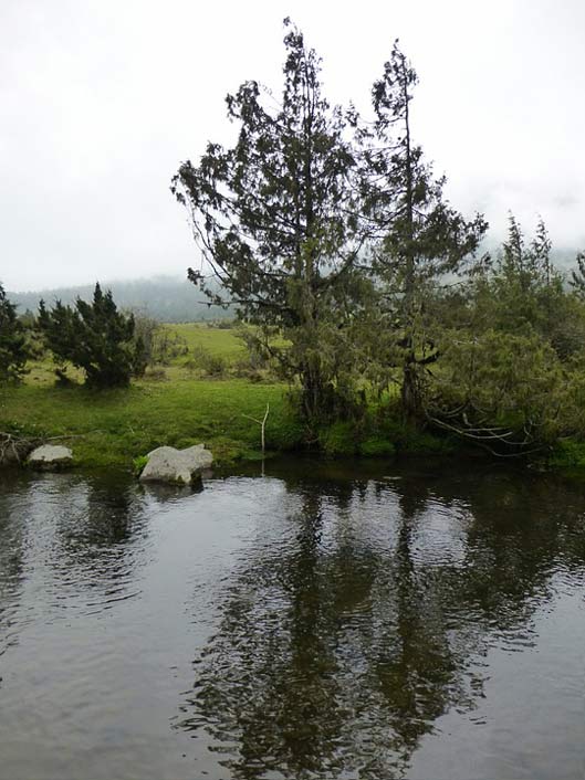 Gogona-Valley Mist Valley Stream