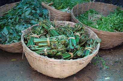 Bhutan  Organic Fiddlehead-Ferns Picture