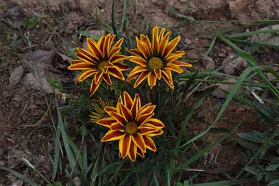 Bhutan  Ojhal Flower Picture