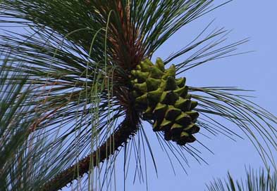 Himalayan-Blue-Pine Bhutan-Pine Himalayan-Pine Cone Picture