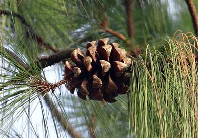 Himalayan-Blue-Pine Bhutan-Pine Himalayan-Pine Cone Picture