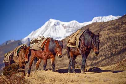 Bhutan Altitude Horse Mountain Picture