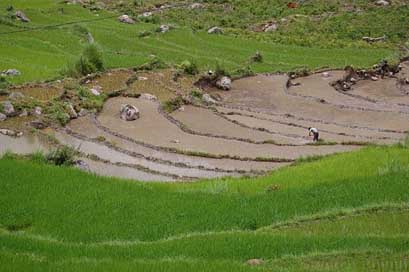 Bhutan  Asia Rice-Paddy Picture