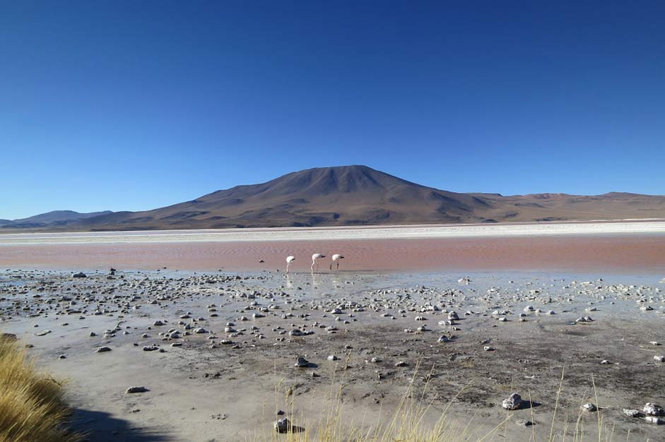 Volcano Flamingos Chile Atacama-Desert