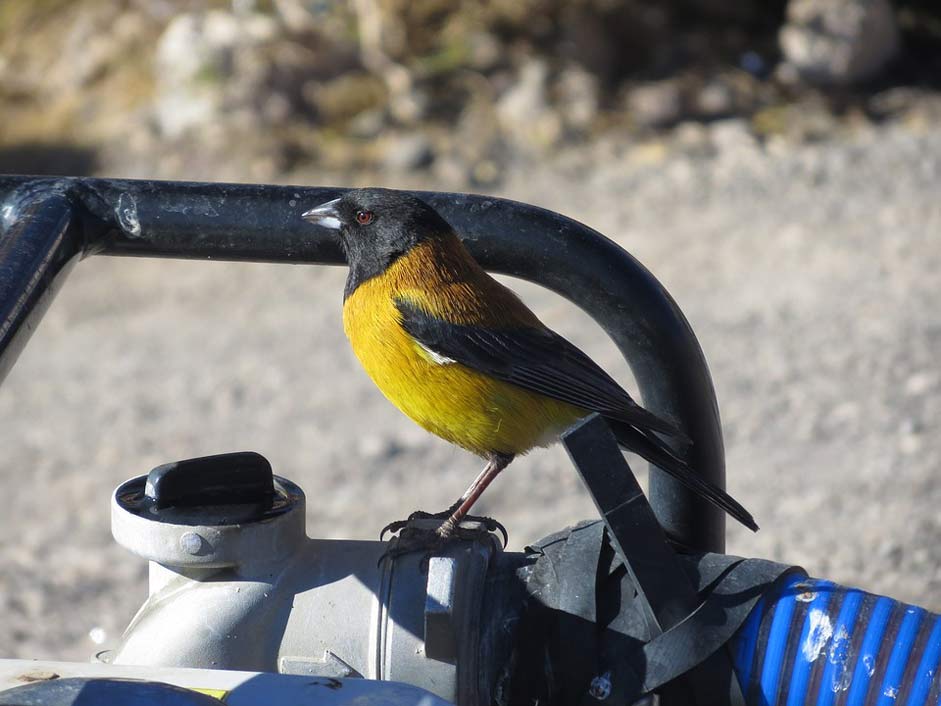 Cordillera Andes Bolivia Bird