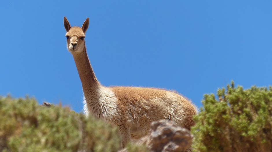 Lama Vicua Altiplano Bolivia