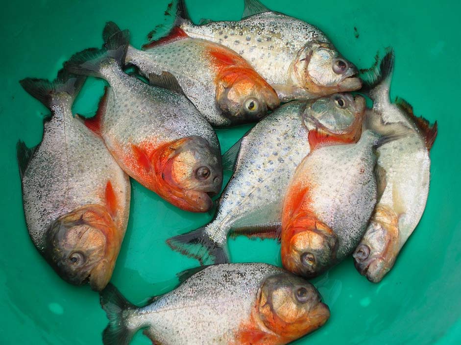  Bolivia Beni Fish-Piranha
