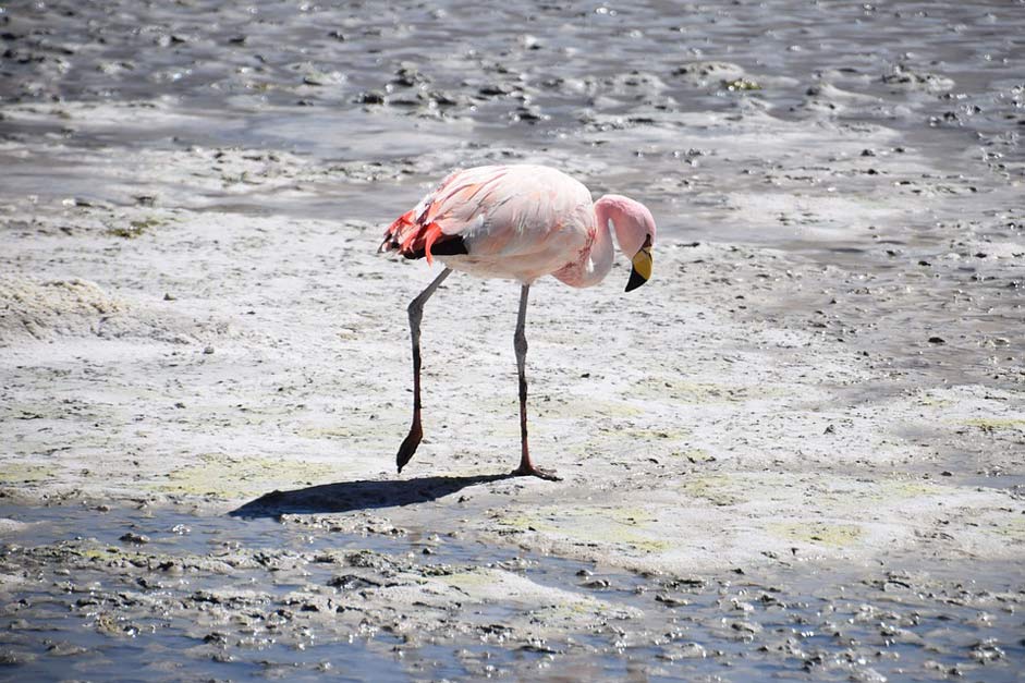  Pink Bolivia Flamingo