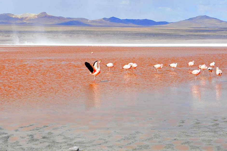 Lagoon Bolivia Red-Lagoon Flamingo