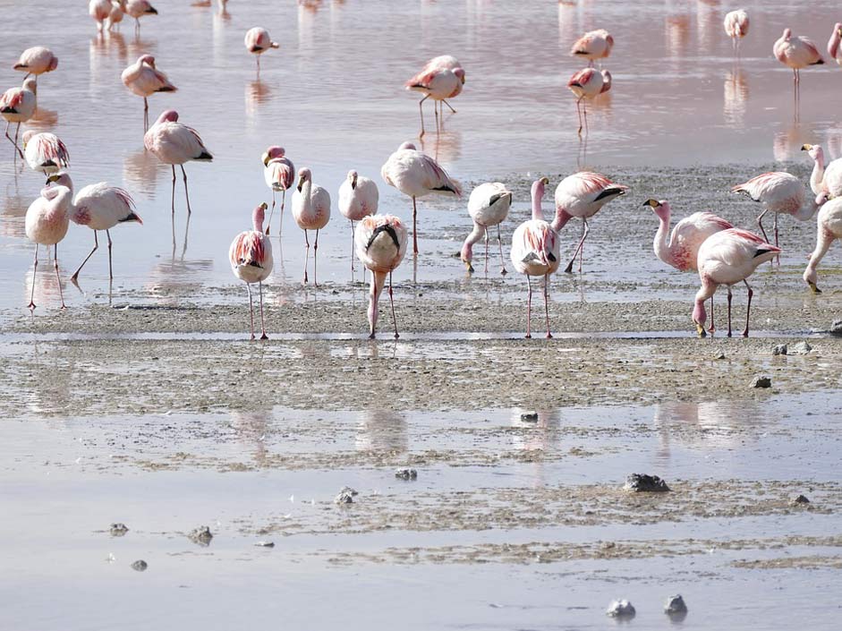  Bolivia Lagoon Flamingos