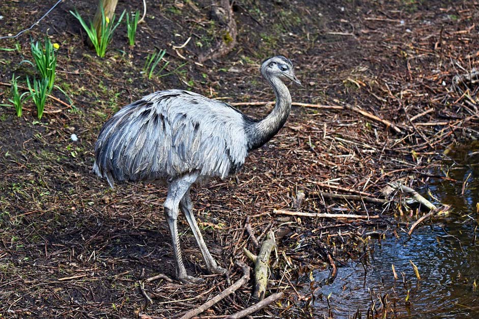 Animal Bird Nandu Greater-Rhea