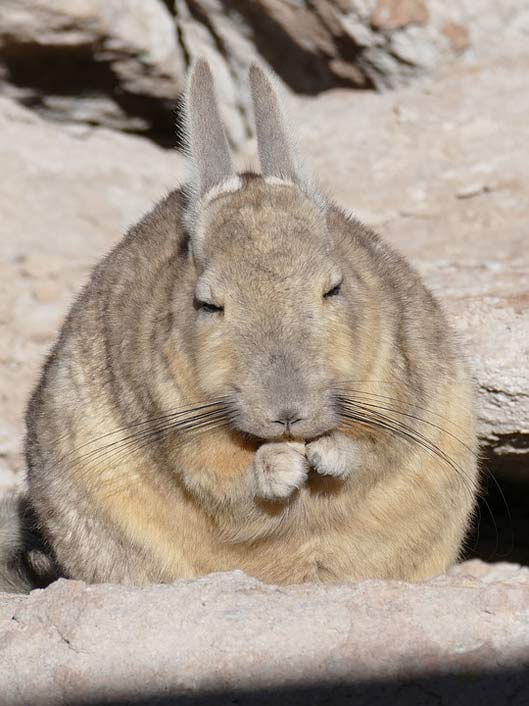  Bolivia Desert Rodent