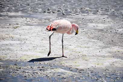 Flamingo  Pink Bolivia Picture