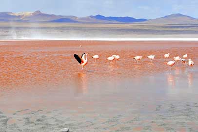 Flamingo Lagoon Bolivia Red-Lagoon Picture