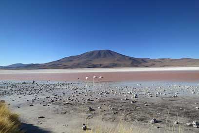 Atacama-Desert Volcano Flamingos Chile Picture