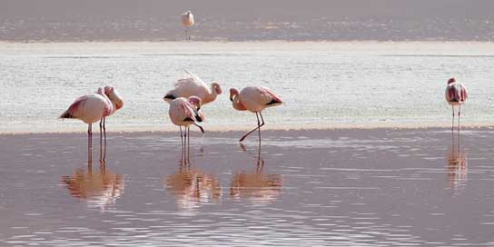 Flamingos  Bolivia Lagoon Picture