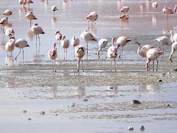 Flamingos  Bolivia Lagoon Picture