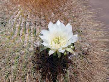 Flowering  Bolivia Cactus Picture