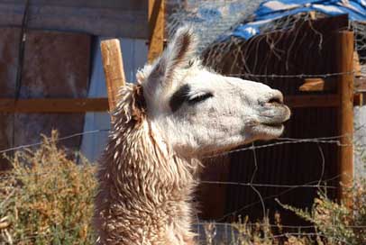 Lama Chile Peru Animal Picture