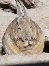 Rodent  Bolivia Desert Picture