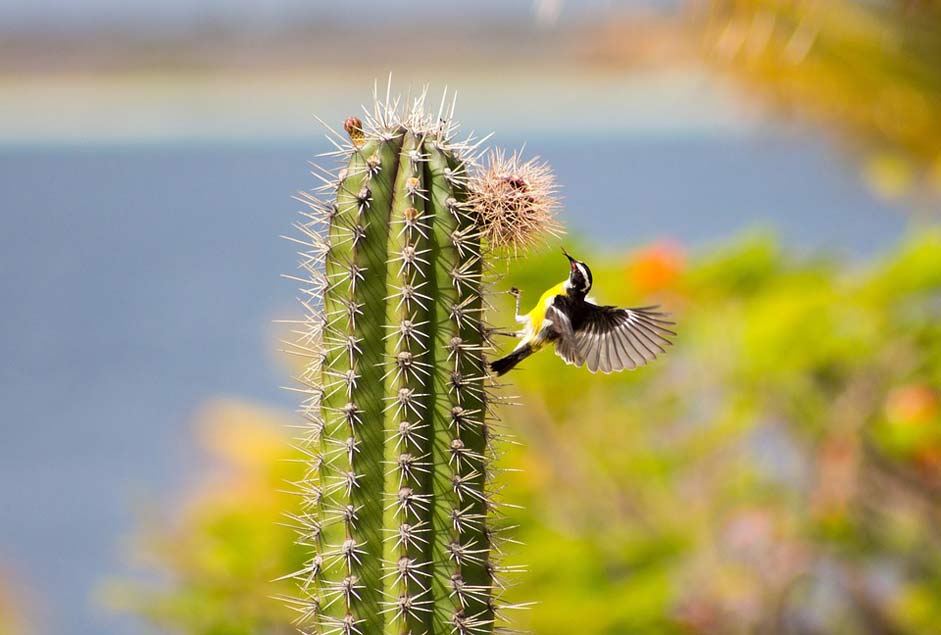 Wings Small-Bird Cactus Bananaquit