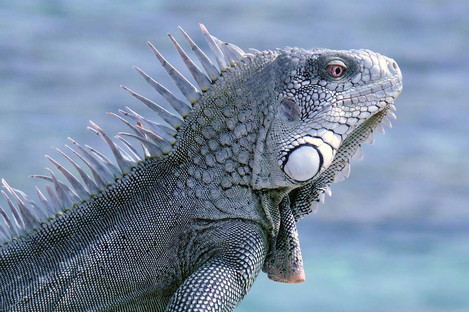  Reptile Iguana Bonaire