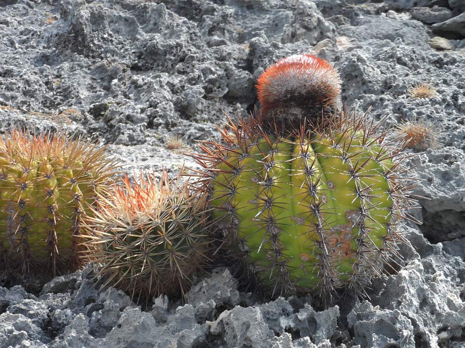 Bonaire Lava-Stone Blooming-Cactus Cactus