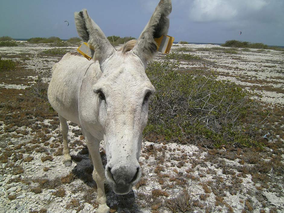 Animal Bonaire Ass Donkey