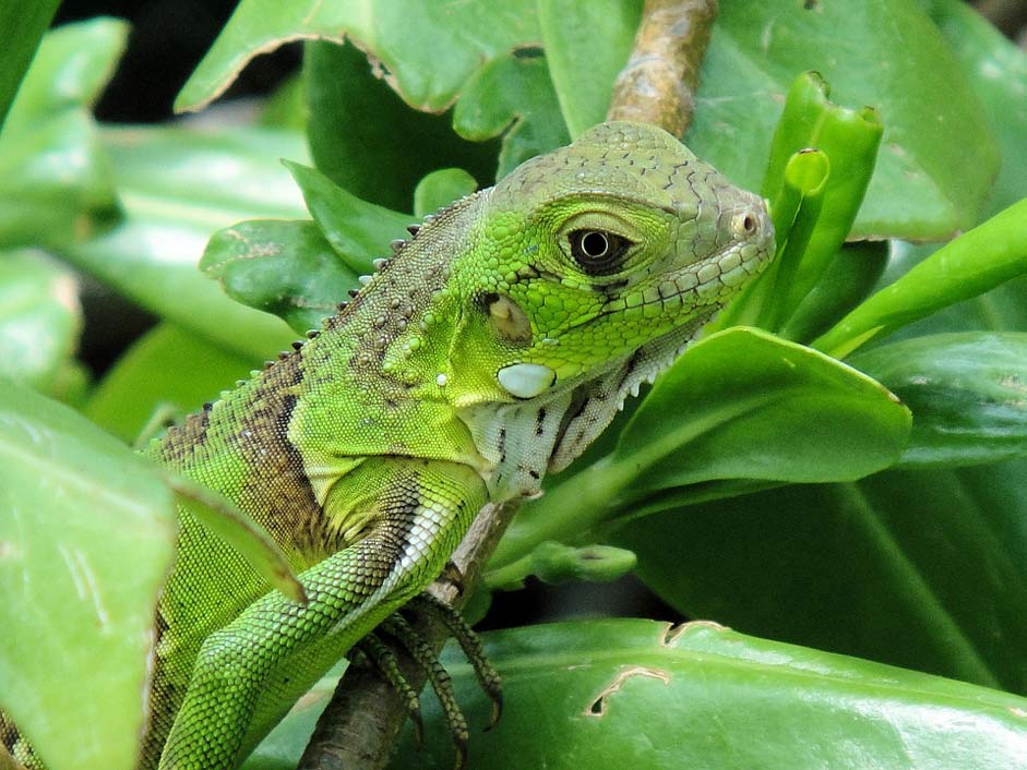 Nature Bonaire Reptile Iguana