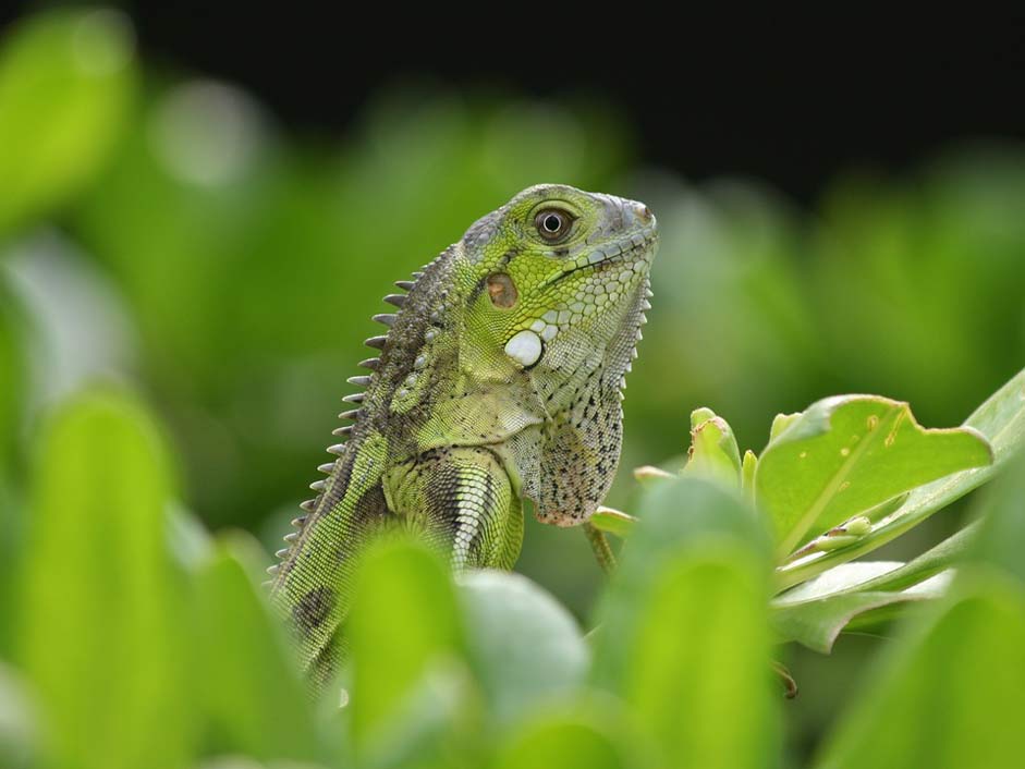 Nature Bonaire Reptile Iguana