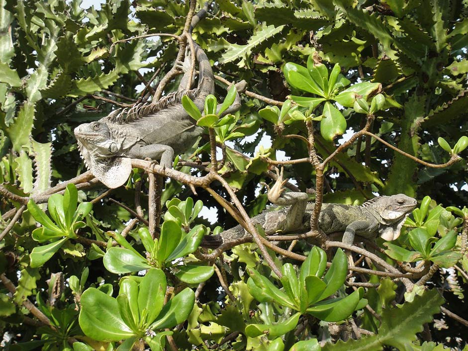 Nature Bonaire Reptiles Iguanas