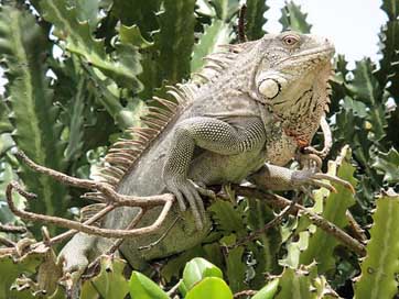Iguana Nature Bonaire Reptile Picture