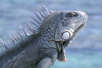 Bonaire  Reptile Iguana Picture