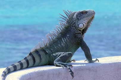 Bonaire Animal Reptile Iguana Picture