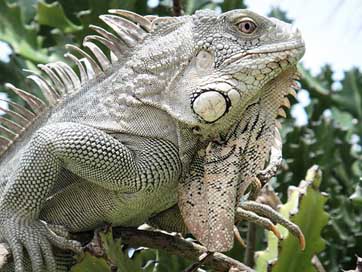 Iguana Nature Bonaire Reptile Picture
