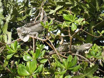 Iguanas Nature Bonaire Reptiles Picture