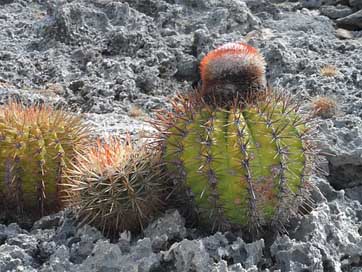 Cactus Bonaire Lava-Stone Blooming-Cactus Picture