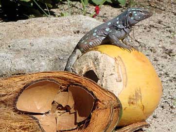 Lizard Netherlands-Antilles Bonaire Renhagedis Picture