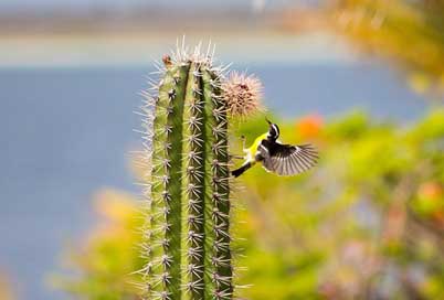 Bananaquit Wings Small-Bird Cactus Picture
