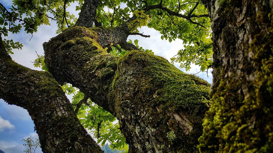  Bosnia-And-Herzegovina Nature Oak-Tree